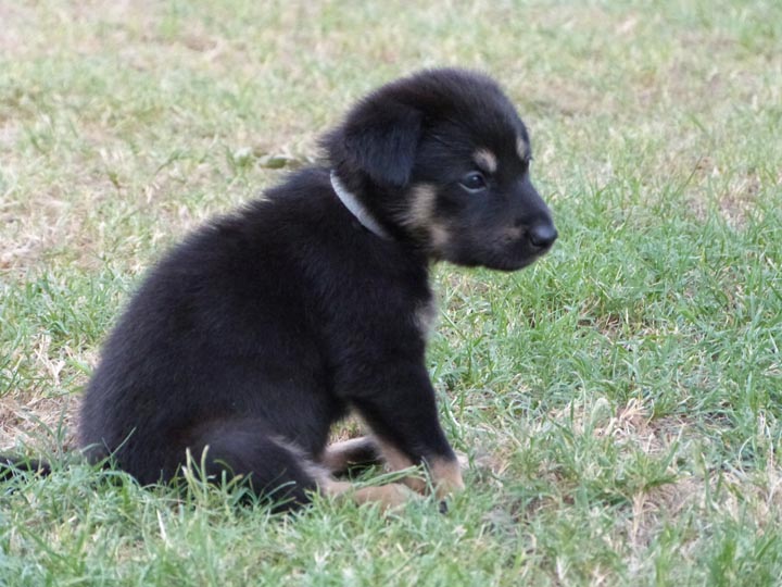 chinook dog